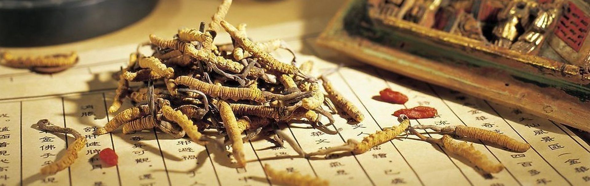 Bài thuốc Đông trùng