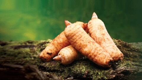 Loài cây kỳ lạ " Thiên Ma"