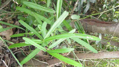 Xáo tam phân – dược liệu quý của vùng Nam Trung Bộ