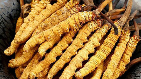 Đông Trùng Hạ Thảo – linh dược bổ tinh khí trong hệ thống đại thánh dược