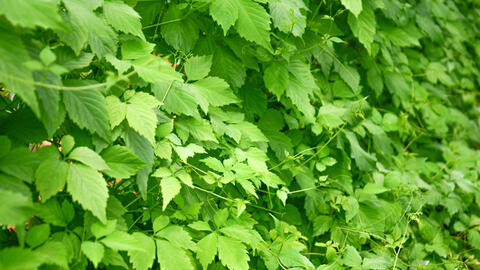 Giảo cổ lam – dược liệu trường thọ và adaptogen quý của Nam Y