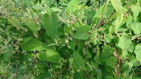 Hà thủ ô đỏ Việt Nam – dược liệu bổ huyết dưỡng tinh đặc trưng vùng núi nhiệt đới