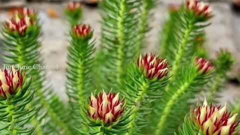 Hồng Cảnh Thiên (Rhodiola) – thánh dược thích nghi vùng núi cao