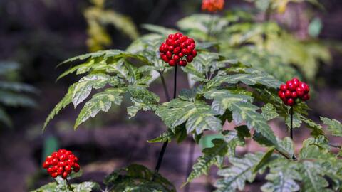 Sâm vũ diệp – dược liệu Panax quý hiếm của vùng núi cao Việt Nam