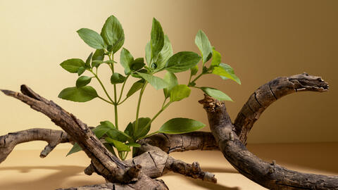 Thập toàn đại bổ thang – phương thuốc đại bổ khí huyết kinh điển của Đông y