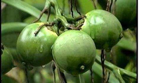 Bài thuốc hay từ cây cau trong dân gian